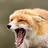 FoxLover9999