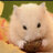 Hammy2000