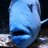blue fish joe!