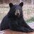NJBear
