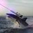 Sharklaser