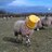 notasheep