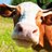 lolcowtipper