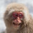 Pale Primate