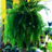 Fern