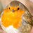 round robin