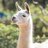 Dangerously Gay Llama
