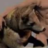 WolfJob