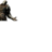 Captain_Asshole