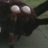 GiantSpiderInvasion