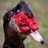 Muscovy
