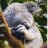 Kiwi Koala
