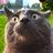 Cat Grande