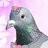 ordinary pigeon