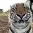 Tiggie_Tiger