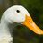 JuicyDuck