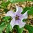 Datura Stramonium