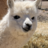 alpaca amhole
