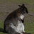 White Power Wallaby
