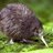 Lord of Kiwis
