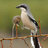 TheShrike