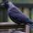 Jackdaw