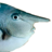 Long-Nosed Fish