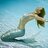 DolphinLife