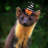 pine marten