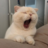 TiredCatto