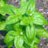 Witch Basil