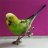 littlebird