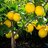 LemonStablesNeedNoCradle