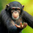 Monke Bone