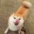 Funny Yellow Dog