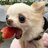 A Genuinely Retarded Dog