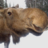 KinderMoose