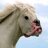 LtGeneralHorsetrash