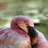 FatFlamingo
