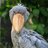 the shoebill