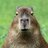 Corny Capybara