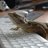 E-reptile Dysfunction