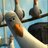 Unheard Bird