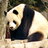 Wasabi Panda