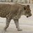 Tearon the Dotted Lion