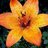 Tiger Lily Flower