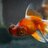 i microwaved my goldfish