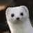 Overlord Stoat