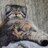 Social Manul