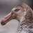 SeaVulture